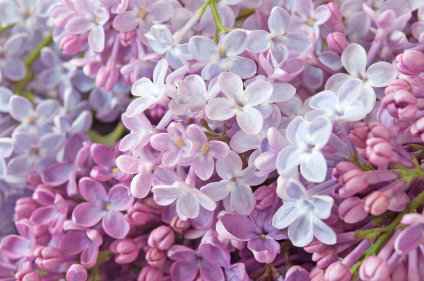 Lilac flower background - Photo, Image