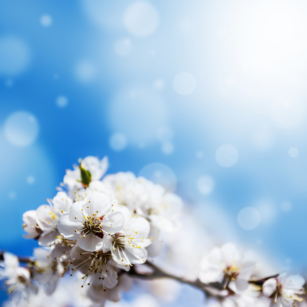 Spring white blossoms - Zdjęcie, obraz