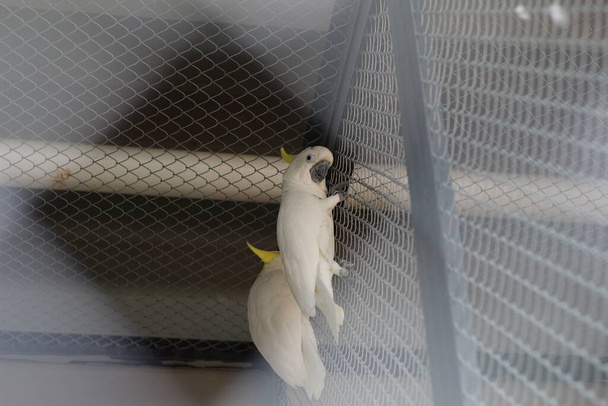 close up of Sulphur Crested Cockatoo or Cacatua Galerita perching in a cage. - Photo, Image