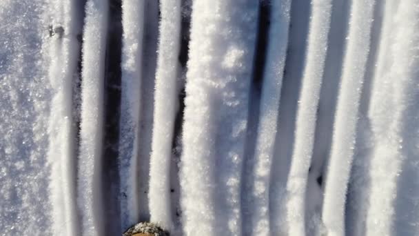 Voetafdrukken in de gekristalliseerde sneeuw in Noord-Europa op een zonnige ochtend in januari. - Video