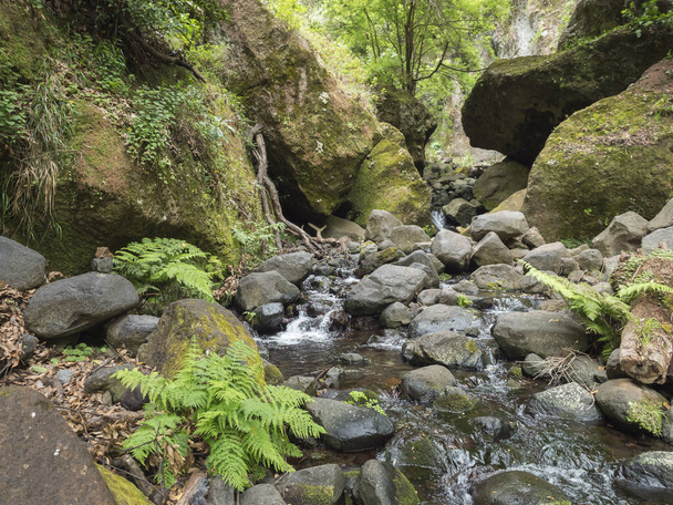 Vue sur petit ruisseau d'eau avec des pierres couvertes de mousse, fougère et plantes tropicales au sentier de randonnée Levada do moinho à la cascade levada nova. Madère, Portugal. - Photo, image