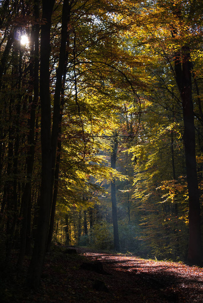 Φθινοπωρινή διάθεση με λιακάδα και υπέροχα χρώματα στο δάσος. - Φωτογραφία, εικόνα