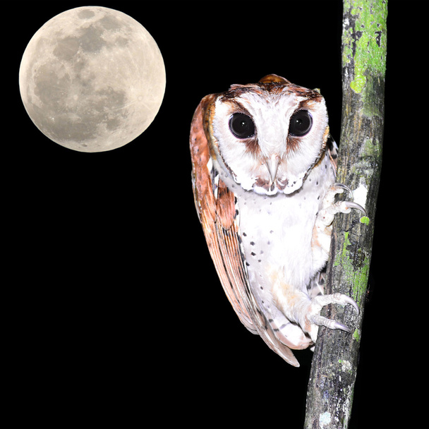 Oriental bay owl - Photo, Image