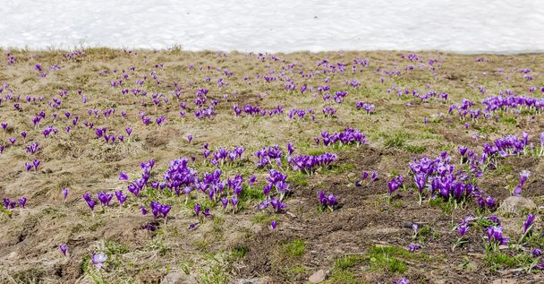 Meadow with crocuses against the background of snowfield - Photo, Image