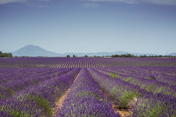 Lavendelreihen und Berge auf der Hochebene von Valensole - Foto, Bild