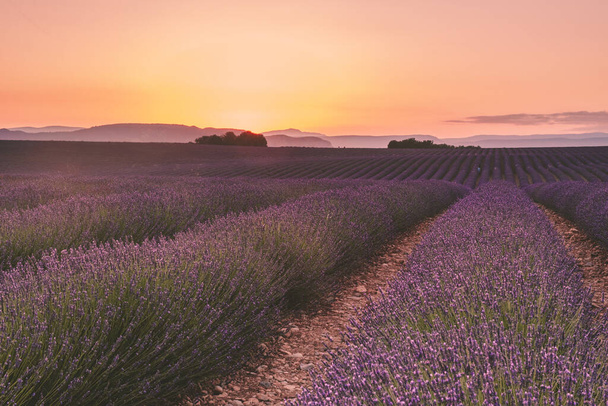 Provenzalischer Sonnenuntergang auf der Hochebene von Valensole auf einem Lavendelfeld - Foto, Bild