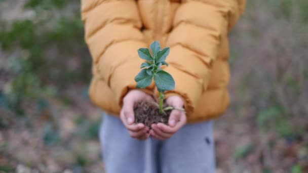 młody chłopiec trzyma roślinę w rękach - Materiał filmowy, wideo