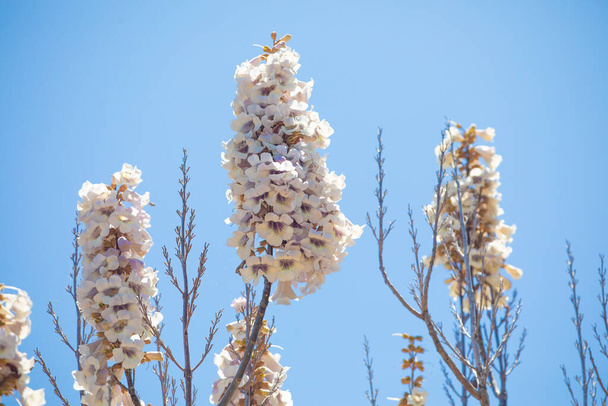 Growing Paulonia Imperial (Paulownia tomentosa) white-pink clusters of inflorescences delicate paulonia flowers against blue sky sunny day. selective focus. white flower background. Madagascar - Photo, Image
