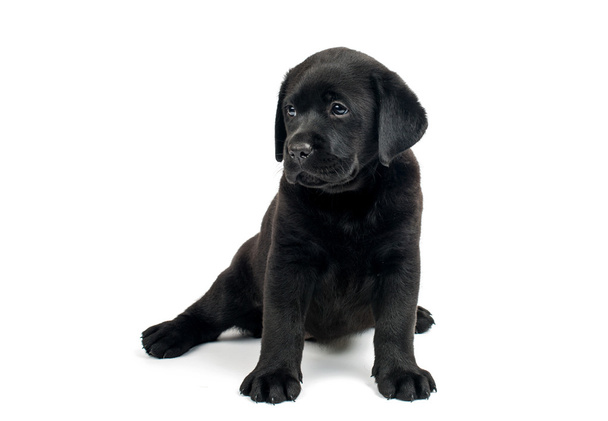 Černý labrador štěně - Fotografie, Obrázek