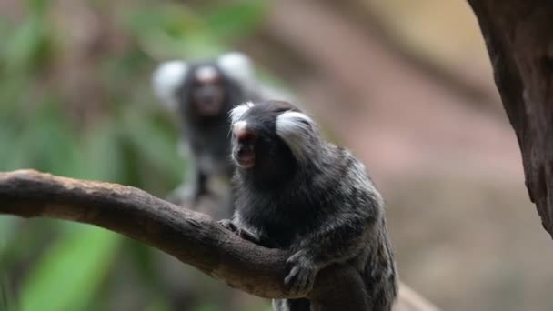 Güney Amerika ormanlarında ağaç dalında iki ortak marmoset  - Video, Çekim