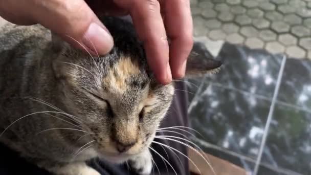 huisdier eigenaar ontspannen haar kat. - Video