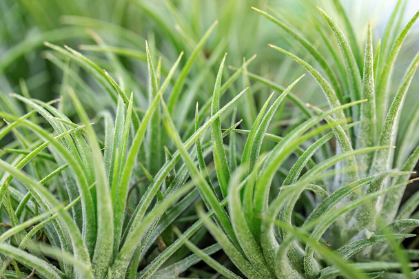 close-up uitzicht op groen gras in de tuin - Foto, afbeelding