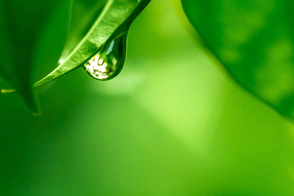 grüne Blätter mit Regentropfen - Foto, Bild