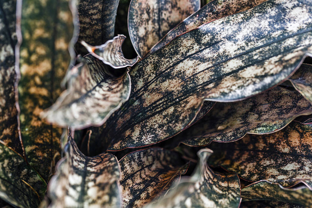 close - up shot van aloë vera plant in de tuin - Foto, afbeelding