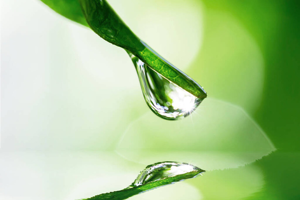 feuille verte avec des gouttelettes d'eau dessus - Photo, image