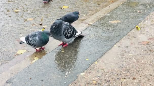 Chlupatý holub spí v dešti, zatímco vítr fouká peří. Jiní holubi procházející se v chladném zimním dni v Kodani v Dánsku. - Záběry, video