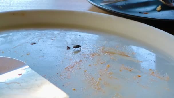 Big Black Fly Eten van een lege Pizza Plate in een restaurant aan het einde van een maaltijd. Close-up van North American Fly and Shadows over Shiny White Surface. - Video
