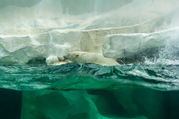 Tokio, Japan, 31. Oktober 2023: Eisbär schwimmt im Lebensraum Zoo - Foto, Bild