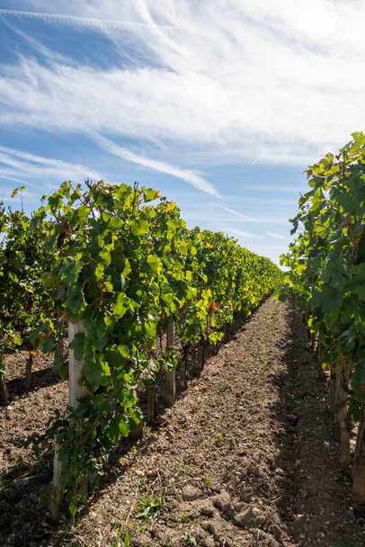 Városi útjelző tábla Pomerol faluban, vörösbordeaux-i bor, merlot vagy cabernet sauvignon szőlő előállítása cru osztályú szőlőültetvényeken Pomerolban, Saint-Emilion bortermelő régióban, Franciaországban, Bordeaux-ban - Fotó, kép
