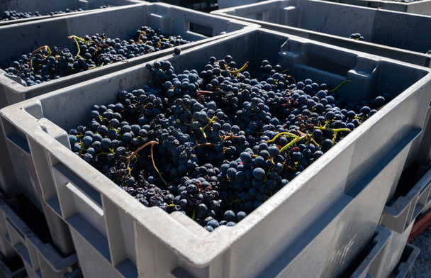 Műanyag dobozok szőlővel, betakarítási munkák Saint-Emilion régióban, Bordeaux-i borkészítés, szedés kézzel és zúzás Merlot vagy Cabernet Sauvignon vörösbor szőlő, Franciaország. Bordeaux-i vörösborok. - Fotó, kép