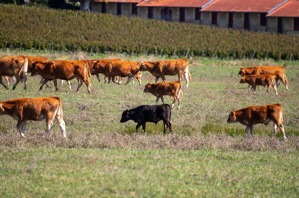 秋にフランス,ボルドー,オーメドックの緑の草の牧草地,牛乳,チーズ,肉生産に休む牛の群れ - 写真・画像