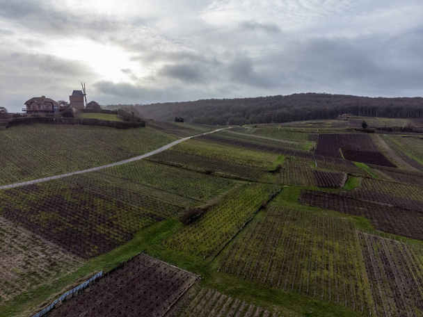 Vue aérienne sur les vignobles Champagne grand cru près de Verzenay et Mailly, rangées de vieilles vignes sans feuilles, herbe verte, vinification en France - Photo, image