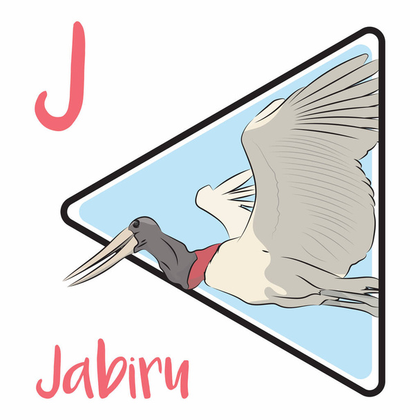 Το Τζαμπιρού είναι το ψηλότερο ιπτάμενο πουλί που βρέθηκε στη Νότια Αμερική και την Κεντρική Αμερική. Το jabiru ανήκει στην οικογένεια πελαργός, Είναι ως επί το πλείστον λευκό, με το γυμνό δέρμα του κεφαλιού και του άνω λαιμού μαύρο και κόκκινο, και ζει σε μεγάλες ομάδες κοντά σε ποτάμια και λίμνες. - Διάνυσμα, εικόνα