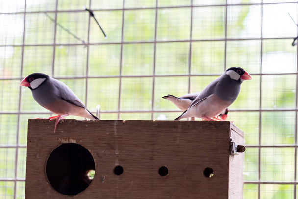 um par de pombos sentados numa gaiola. - Foto, Imagem