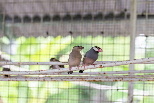 ένα ζευγάρι πουλιών στο ζωολογικό κήπο - Φωτογραφία, εικόνα