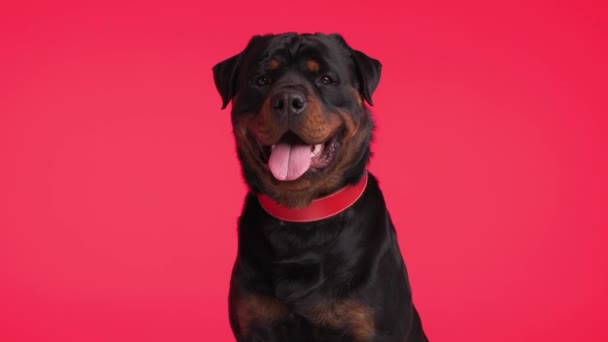 bellissimo cane adulto rottweiler indossa collare rosso, ansimando con la lingua esposta, gocciolante saliva e seduto su sfondo rosso - Filmati, video