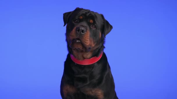 curious big black rottweiler dog tilting head, panting with tongue exposed, excited for food and dripping saliva on purple background - Footage, Video