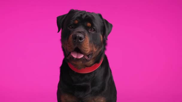 gelukkig hebzuchtige rottweiler hond met rode kraag steken uit tong, hijgen en druipend speeksel terwijl zitten en wachten op een snack op roze achtergrond - Video