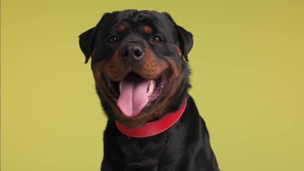 opgewonden zwart rottweiler volwassen hond met rode kraag hijgen, druipend speeksel, honger en wachten op een snack op gele achtergrond - Video