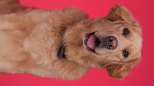 vertikální video roztomilého zlatého retrívra psa vyčnívající jazyk a funění při pohledu dopředu a sedí na červeném pozadí - Záběry, video