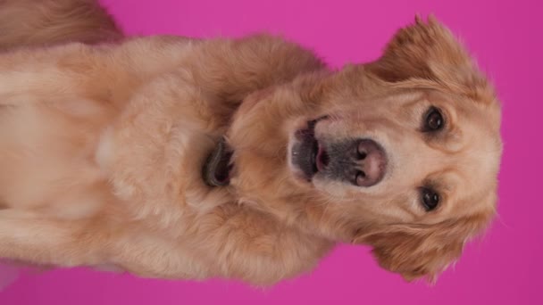 makea arvokas kultainen noutaja koira törröttää kieltä ja huohottaa katsellen eteenpäin ja istuen vaaleanpunaisella taustalla - Materiaali, video