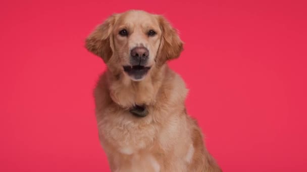 ciekawy golden retriever pies lizanie nosa podczas patrzenia w górę i jest chciwy, siedzi przed czerwonym tle - Materiał filmowy, wideo