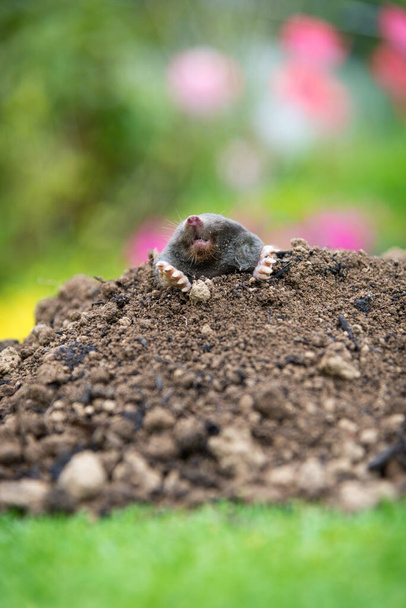 Mole, Talpa europaea, crawling out of brown molehill, green grass in background. Animal from garden. - Photo, Image