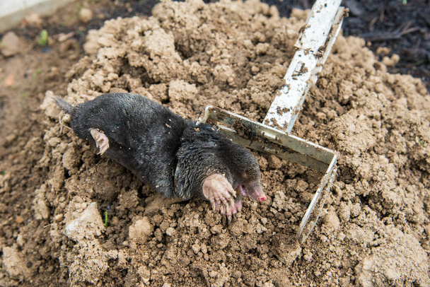 Caught european mole inside a trap placed on mole hill - Photo, Image