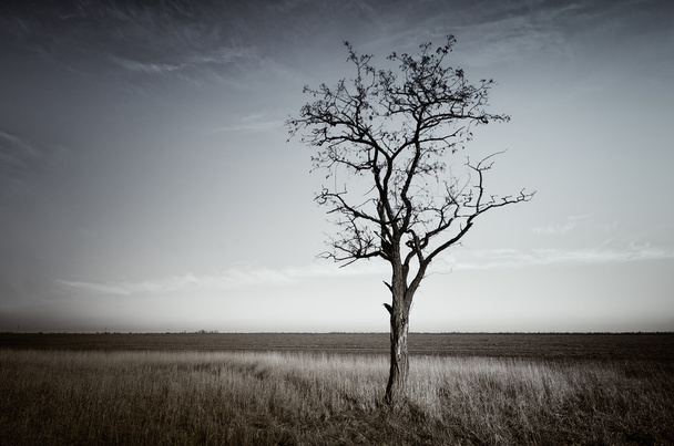 Lonely dead tree. - Фото, зображення