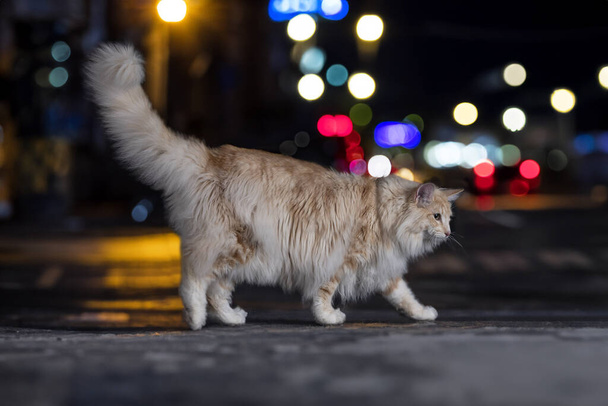 Norwegian Forest cat in front of city background - Photo, Image