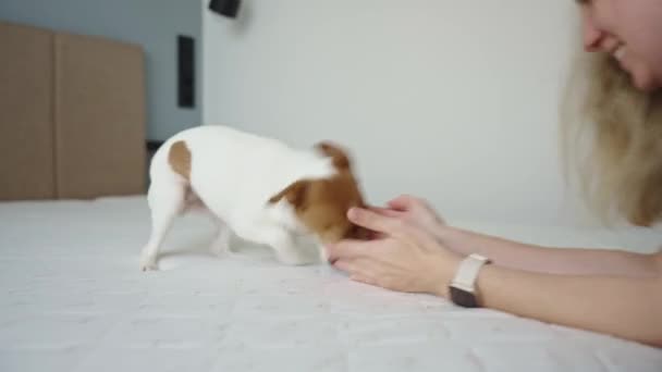 De hond jaagt op de hand van de eigenaar. De vrouw speelt met de hond in de slaapkamer. Vrouw heeft plezier met hond binnen - Video