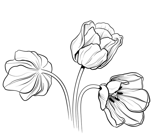 Tulpen 02 - Vektor, Bild