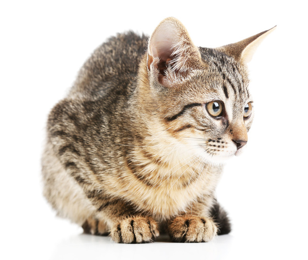 Cute tabby kitten - 写真・画像