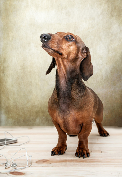 Cão dachshund vermelho com óculos de sol ou lenços gravata arco
 - Foto, Imagem
