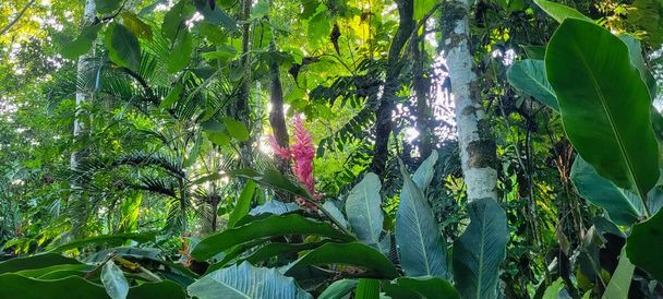 kolorowe kwiaty w tropikalnym ogrodzie pośród zieleni - Zdjęcie, obraz