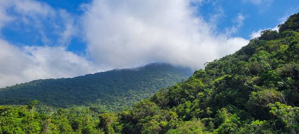 bosque envuelto en niebla en una montaña en ubatuba, costa norte de Brasil - Foto, imagen