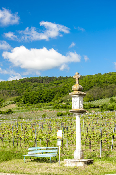 Vineyard near Retz, Lower Austria - Photo, Image