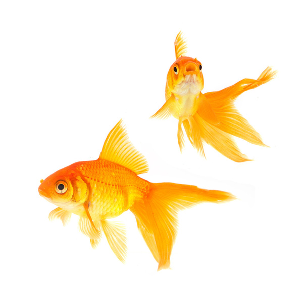 goldfishes - Foto, afbeelding
