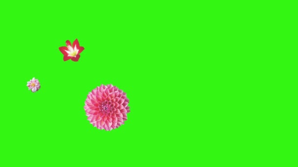 Animacja kwiatów na zielonym ekranie, element źródłowy grafiki - Materiał filmowy, wideo