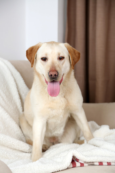 Cute dog on sofa, on home interior background - Foto, imagen